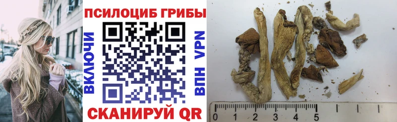 Купить закладки  Похвистнево  Галлюциногенные грибы Psilocybe 